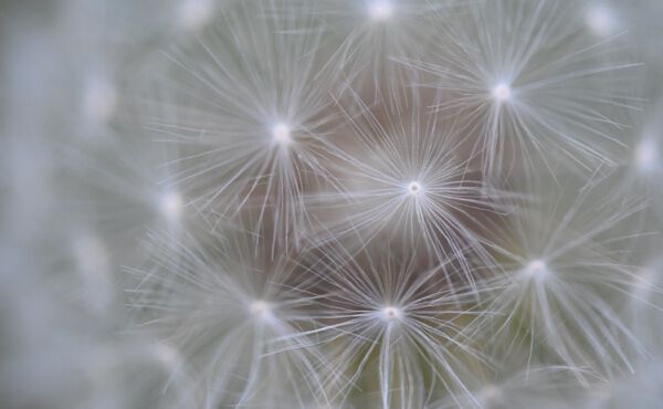 ภาพขนาดย่อ